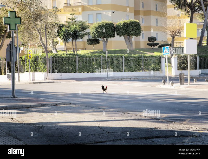 Image: Descubre la emoción de Jugar Chicken Road en línea en España
